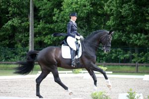 Zuigeling wiel Probleem Paarden te koop - Linda Verwaal Dressage